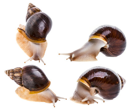  Achatina snail (Lissachatina fulica) pet animal - set, collection