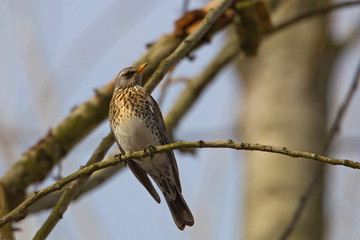wildlife