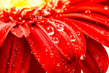 beautiful bright red gerbera in macro