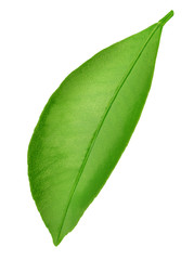Obraz premium Citrus leaf isolated on a white