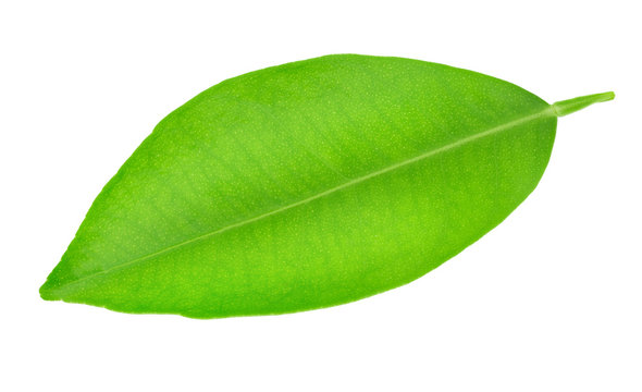 Citrus leaf isolated on a white