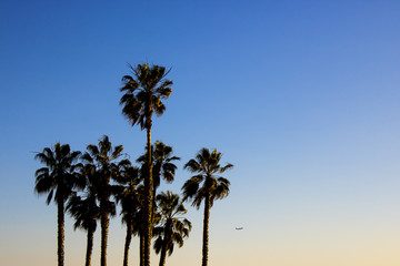 Naklejka premium Flugzeug hinter Palmen