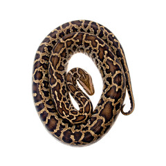 Burmese python on white background
