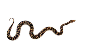 Burmese python on white background