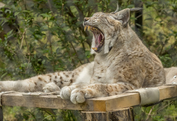 bobcat mouth