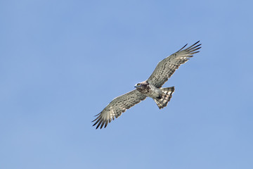 wildlife