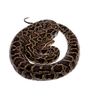 Burmese python on white background