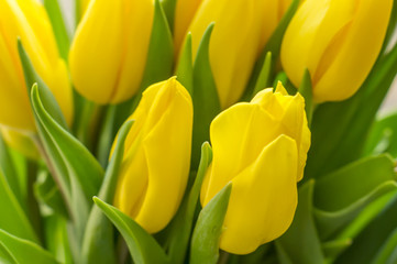Fototapeta na wymiar yellow tulips