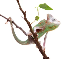 Foto op Aluminium Kameleon De gesluierde kameleon gevlekt, Chamaeleo calyptratus, mannetje