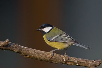 Fototapeta premium wildlife