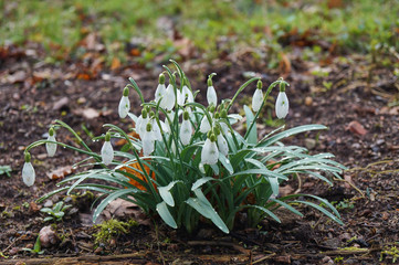 Weiße Schneeglöckchen (Galanthus)