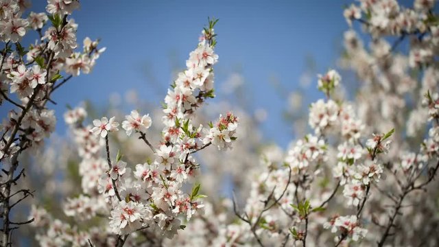 Flowering almond tree against the blue sky