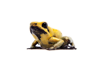 Black-legged poison frog on white