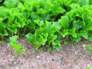 Fresh green baby leaves salad growing in the field. Lettuce growing