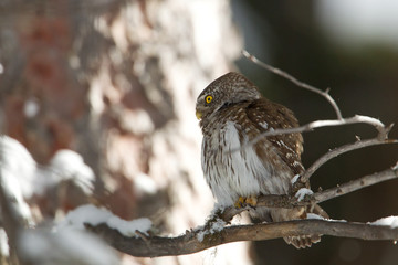 wildlife