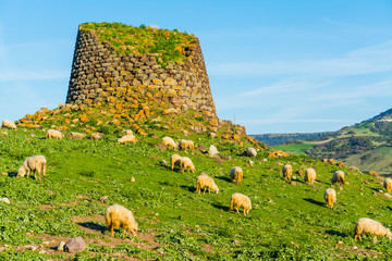 Herd of sheep by a Nuraghe