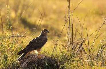 wildlife