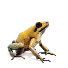 Black-legged poison frog on white