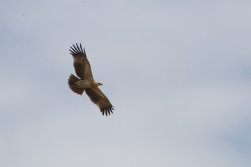 wildlife