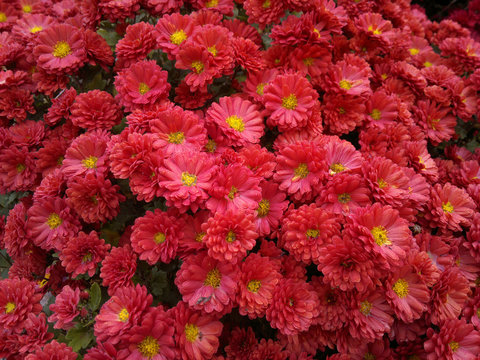 Red chrysanthemum with drops of dew