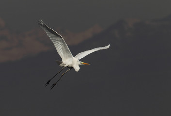 wildlife