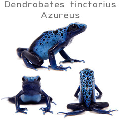 Obraz premium Blue Poison dart frog, Dendrobates tinctorius Azureus, on white