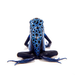 Fototapeta premium Blue Poison dart frog, Dendrobates tinctorius Azureus, on white