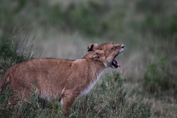 wildlife