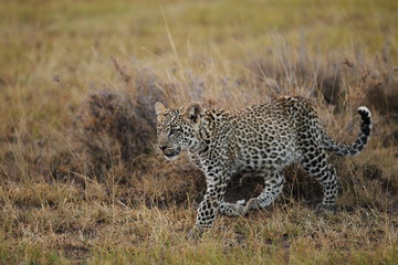 wildlife