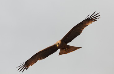 wildlife