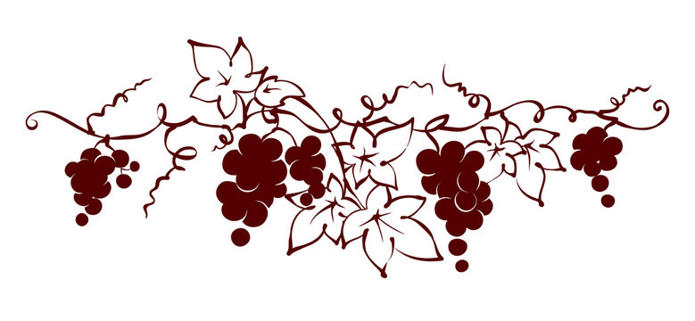 Design elements -- vine / Graphic vector illustration, grapes drawing sketch