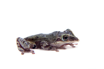 The shovel-headed tree frog, triprion petasatus, on white