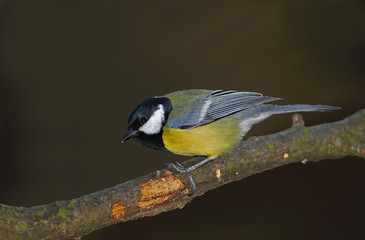 wildlife