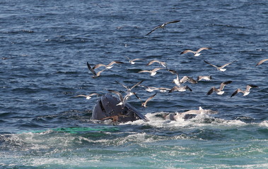 wildlife