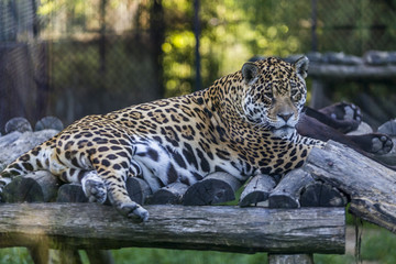 Fototapeta na wymiar leopard face in zoo garden
