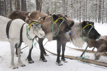 оленья упряжка