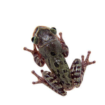 The shovel-headed tree frog, triprion petasatus, on white