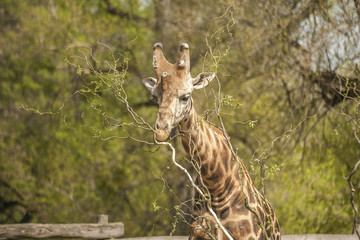 giraffe face