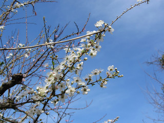 Blossoming plum against the sky . Tuscany, Italy