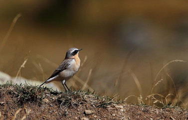 wildlife