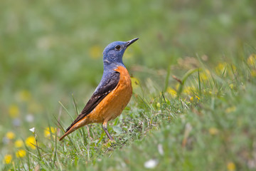 wildlife