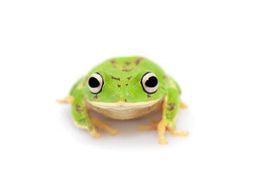 The round-snout pygmy frog on white