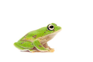 The round-snout pygmy frog on white