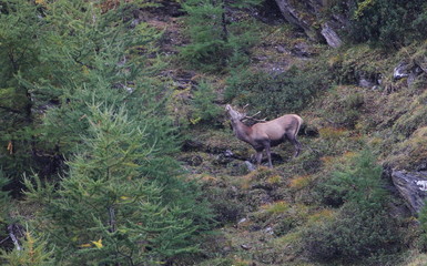 wildlife