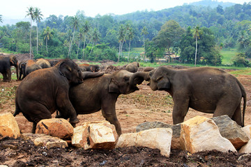Fototapeta na wymiar A large herd of brown elephants against the background of the jungle