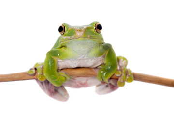 Giant Denny's whipping frog isolated on white