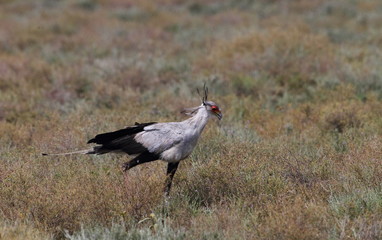 wildlife