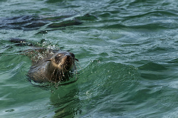 Cape Fur seal swimming in ocean off coast of South Africa © Tom