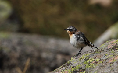 wildlife