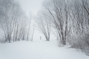 Fototapeta premium Frosty trees at winter foggy park. Small figure of lonely man going away to the misty perspective.
